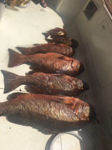 Great fish, on a great charter with Costa Rica Fishing Charters