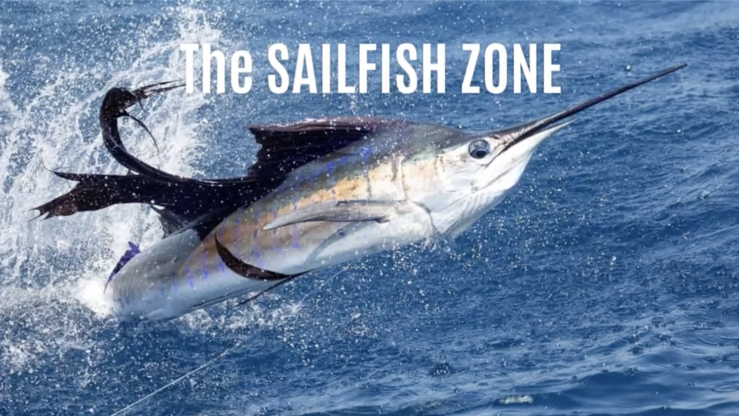 Click to play a 48 sec video introducing The Sailfish Zone
